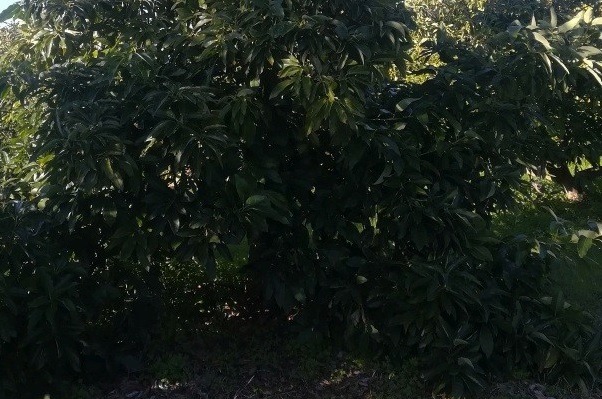 Avocado. The green monster from South America
